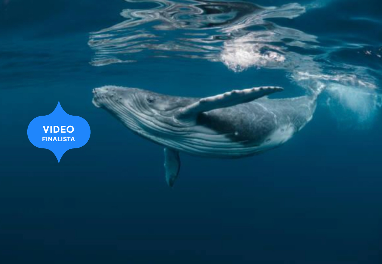 La bocca sul mare
